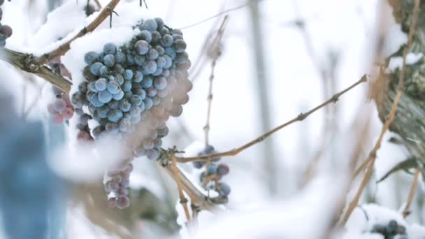 葡萄酒红葡萄为冰酒在冬天情况和雪 — 图库视频影像