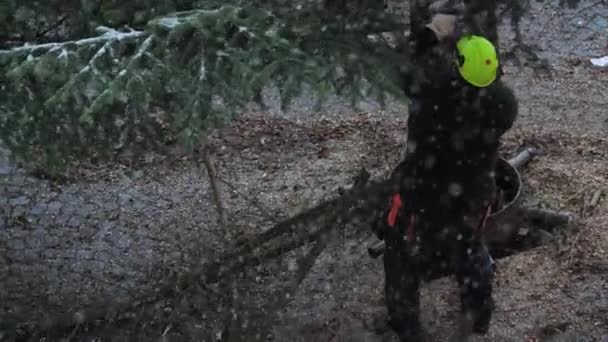 직업적 벌목꾼이 겨울에 나무를 자르는 — 비디오