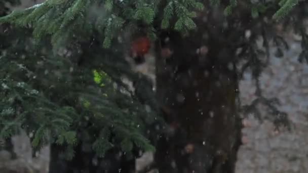 Profesjonalny Drwal Wycinanie Dużego Drzewa Podczas Zimy — Wideo stockowe