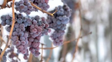 Buz şarap. Kırmızı şaraplık buz şarap kış durumu ve kar için. 
