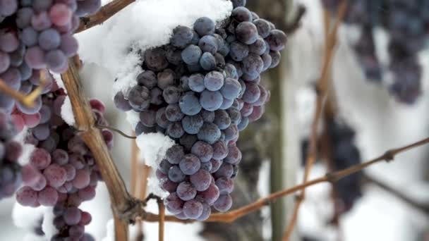 Vino Helado Vino Uvas Tintas Para Vino Hielo Estado Invernal — Vídeos de Stock