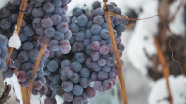 Vinho Gelado Vinho Uvas Tintas Para Vinho Gelo Condições Inverno — Vídeo de Stock