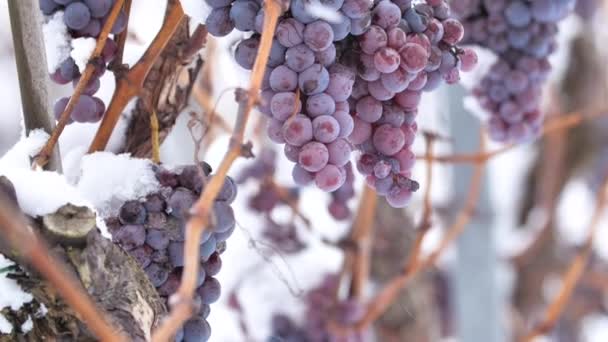 Vino Helado Vino Uvas Tintas Para Vino Hielo Estado Invernal — Vídeos de Stock