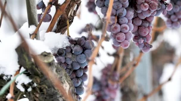 Ледяное Вино Красное Виноград Ледяного Вина Зимнем Состоянии Снег — стоковое видео