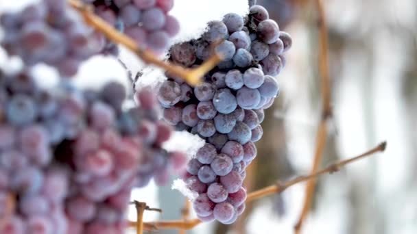 Vino Helado Vino Uvas Tintas Para Vino Hielo Estado Invernal — Vídeos de Stock