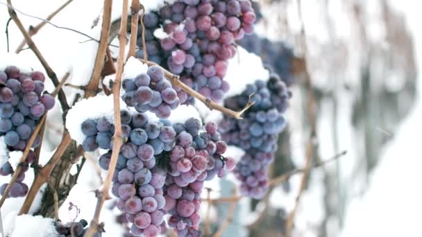 Ice Wine Wine Red Grapes Ice Wine Winter Condition Snow — Stock Video