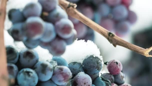 Vinho Gelado Vinho Uvas Tintas Para Vinho Gelo Condições Inverno — Vídeo de Stock