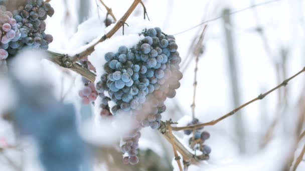 氷のワイン 雪の氷のワインの赤ワイン用のブドウ — ストック動画