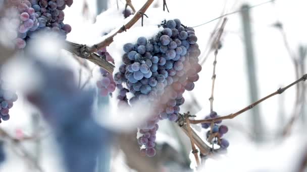 Vino Freddo Vino Uva Rossa Vino Ghiaccio Condizioni Invernali Neve — Video Stock