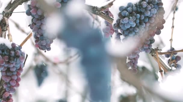 Vino Helado Vino Uvas Tintas Para Vino Hielo Estado Invernal — Vídeo de stock