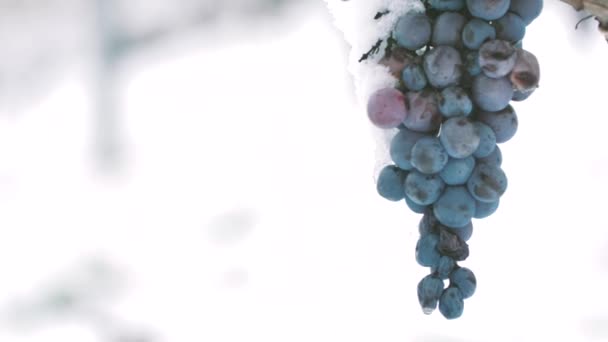 Eiswein Rotweintrauben Für Eiswein Winter Und Schnee — Stockvideo