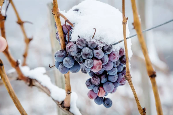 Ice wine. Wine red grapes for ice wine in winter condition and snow.