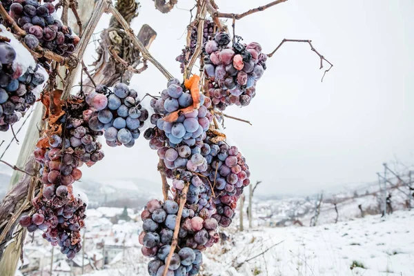 Ice wine. Wine red grapes for ice wine in winter condition and snow.