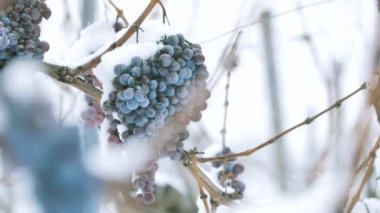 Buz şarap. Kırmızı şaraplık buz şarap kış durumu ve kar için. 