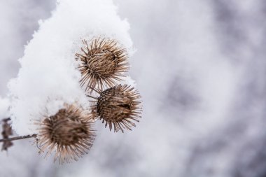 Snowy orman, güneşli sabah soğuk havalarda soğuk Dulavratotu çim.