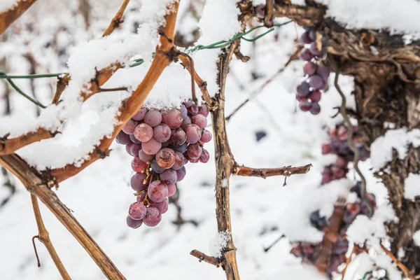 Isvin Röda Vindruvor För Isvin Vinter Och Snö — Stockfoto