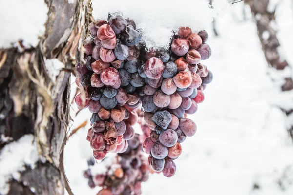 Isvin Röda Vindruvor För Isvin Vinter Och Snö — Stockfoto