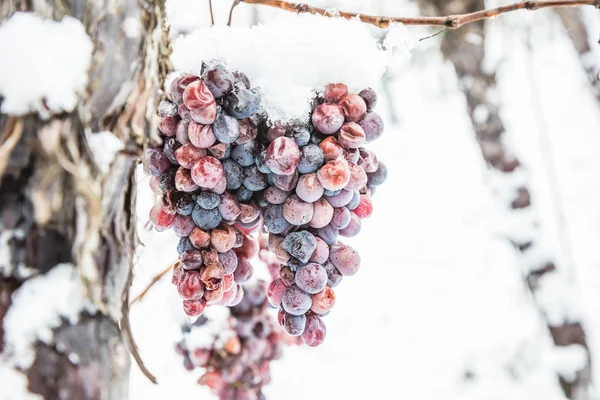 Ijs Wijn Wijn Rode Druiven Voor Ijs Wijn Winter Voorwaarde — Stockfoto