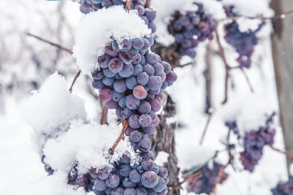 Ice wine. Wine red grapes for ice wine in winter condition and snow.