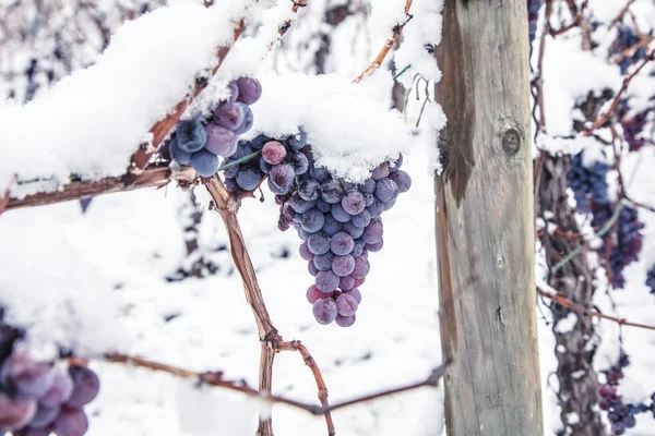 Ice wine. Wine red grapes for ice wine in winter condition and snow.