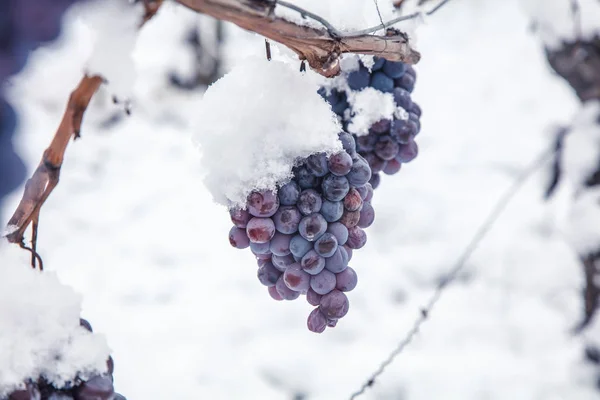 Vinho Gelado Vinho Uvas Tintas Para Vinho Gelo Condições Inverno — Fotografia de Stock