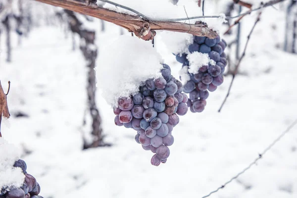 Ijs Wijn Wijn Rode Druiven Voor Ijs Wijn Winter Voorwaarde — Stockfoto