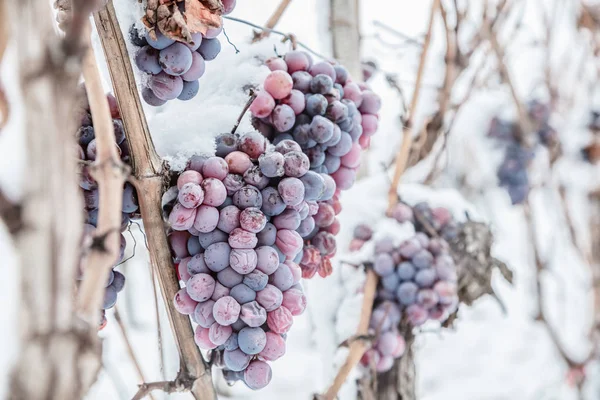 Ijs Wijn Wijn Rode Druiven Voor Ijs Wijn Winter Voorwaarde — Stockfoto