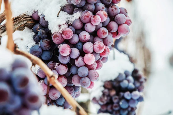 Ice wine. Wine red grapes for ice wine in winter condition and snow.