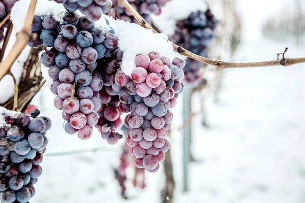 Κρασί Πάγου Κρασί Κόκκινο Σταφύλια Για Κρασί Πάγου Συνθήκες Χειμώνα — Φωτογραφία Αρχείου