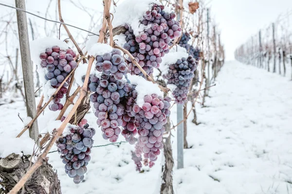 Ijs Wijn Wijn Rode Druiven Voor Ijs Wijn Winter Voorwaarde — Stockfoto