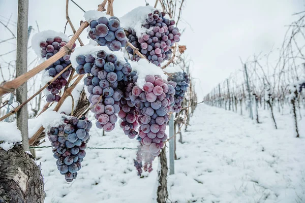 Vinho Gelado Vinho Uvas Tintas Para Vinho Gelo Condições Inverno — Fotografia de Stock