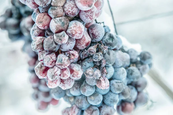 Ледяное Вино Красное Виноград Ледяного Вина Зимнем Состоянии Снег — стоковое фото