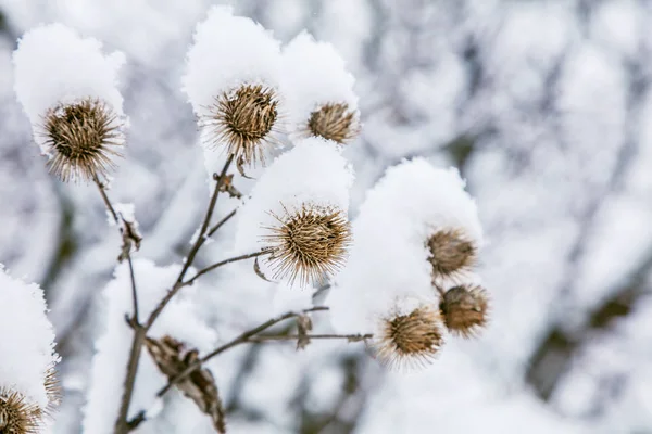 Erba Bardana Ghiacciata Nella Foresta Innevata Freddo Mattino Soleggiato — Foto Stock