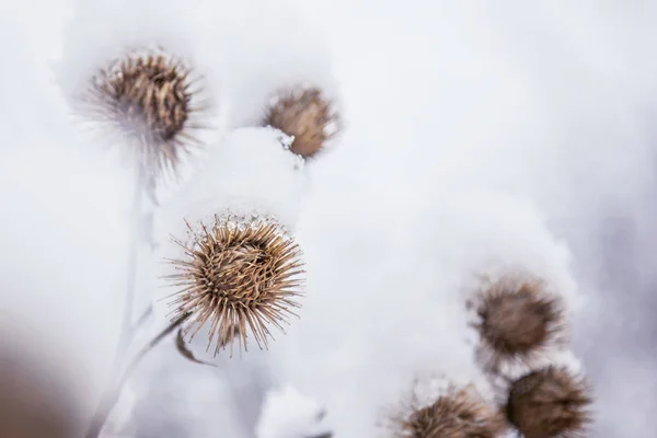 雪に覆われた森 晴れた朝の寒さで凍るようなゴボウ草 — ストック写真