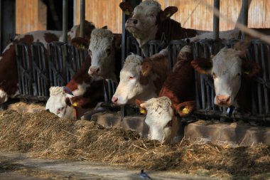 Birçok inekler saman yalak besleme üzerinde yemek 