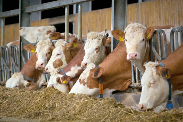 Many Cows Eating Hay Feeding Trough — Stock Photo, Image