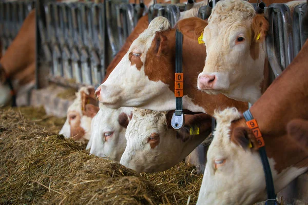 Muchas Vacas Que Comen Heno Comedero — Foto de Stock