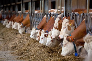 Birçok inekler saman yalak besleme üzerinde yemek 