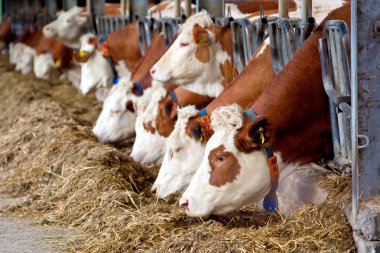 Birçok inekler saman yalak besleme üzerinde yemek 