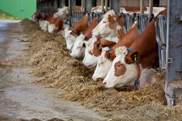 Many Cows Eating Hay Feeding Trough — Stock Photo, Image