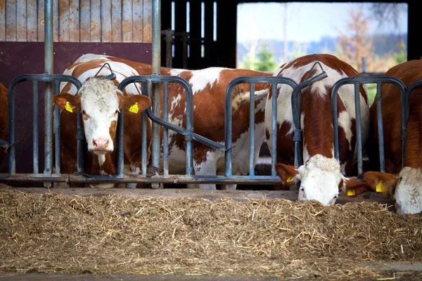Many Cows Eating Hay Feeding Trough — Stock Photo, Image