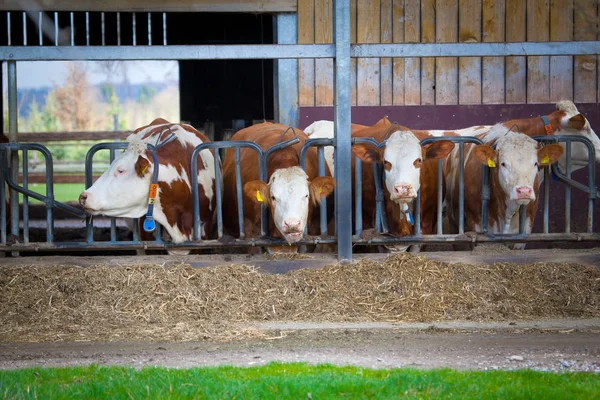 Many Cows Eating Hay Feeding Trough — Stock Photo, Image