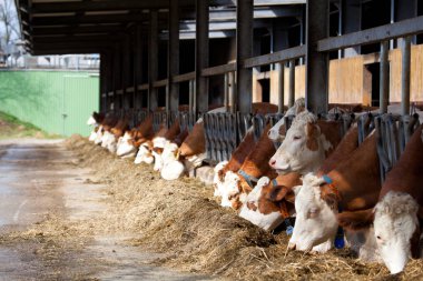 Birçok inekler saman yalak besleme üzerinde yemek 