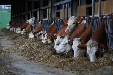 Birçok inekler saman yalak besleme üzerinde yemek 