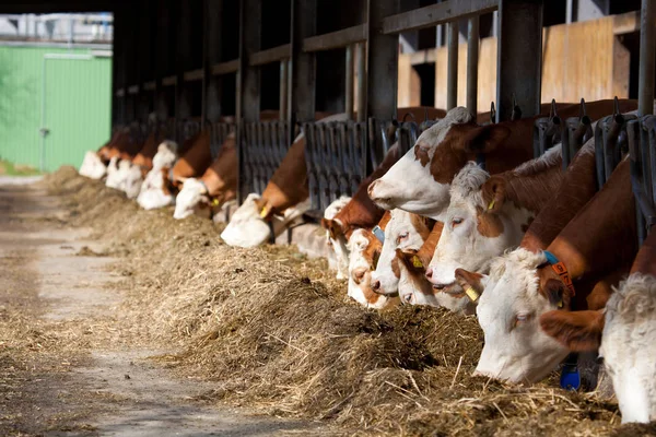 Muitas Vacas Comendo Feno Alimentação Vale — Fotografia de Stock