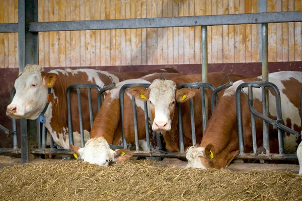 Many Cows Eating Hay Feeding Trough — Stock Photo, Image