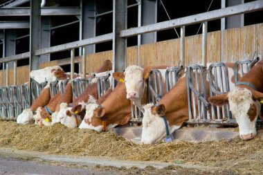 Birçok inekler saman yalak besleme üzerinde yemek 