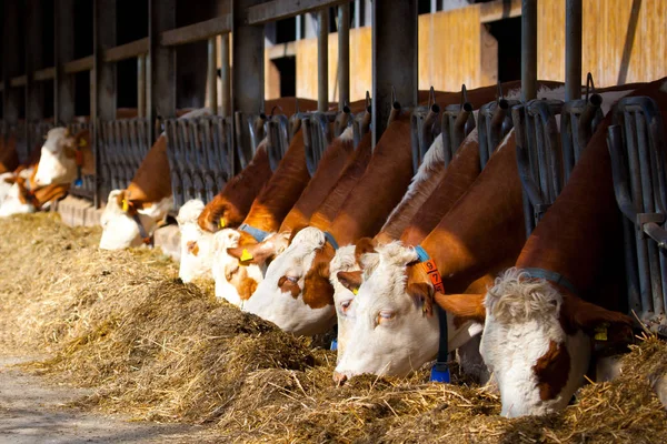 Viele Kühe Fressen Heu Futtertrog — Stockfoto