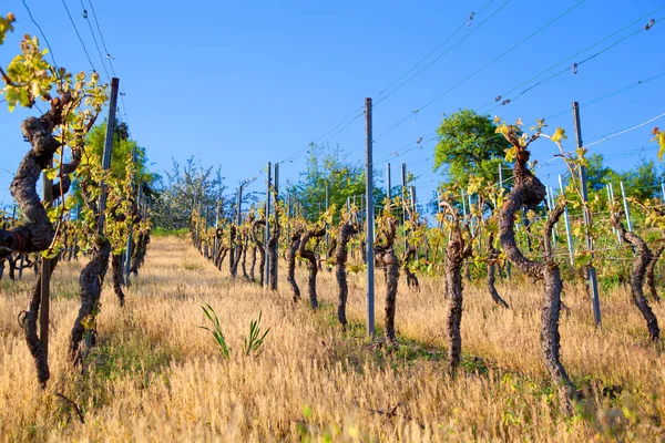 Rangées Vignes Dans Vignoble — Photo