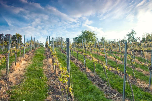 Champ Viticole Sur Colline Sous Ciel Nuageux — Photo